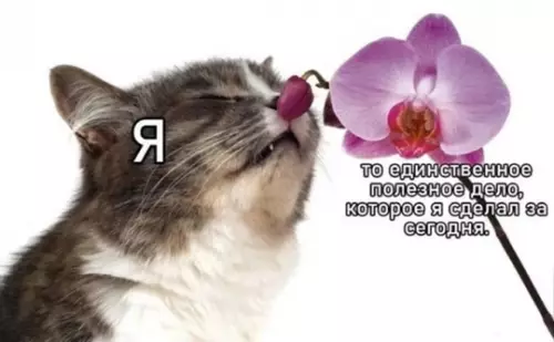 Смешная картинка №764788