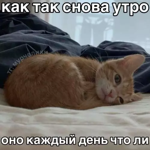 Смешная картинка №775548
