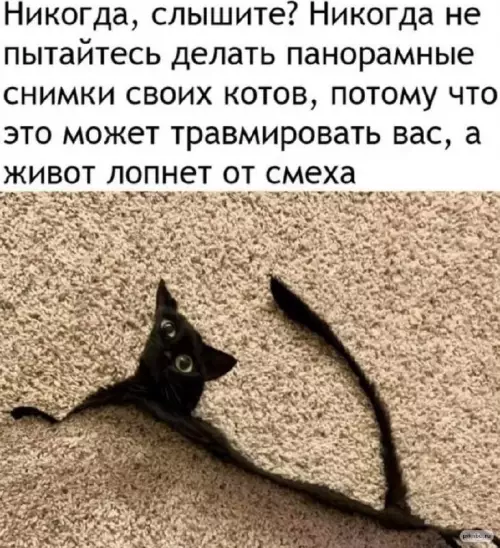 Смешная картинка №660806  Панорамные фото животных  коты