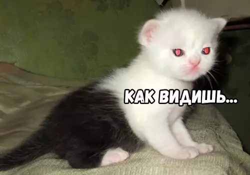 продолжение Смешная картинка №674516 Бeгитe, глyпцы 😼