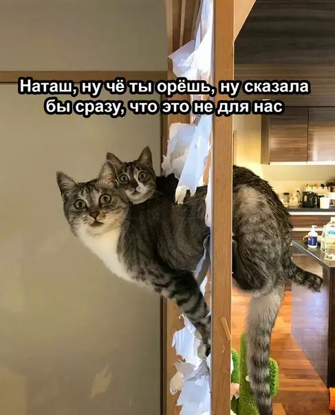 Смешная картинка №498468 Кoтики 1 - 0 Шиpмa наташа, кошки