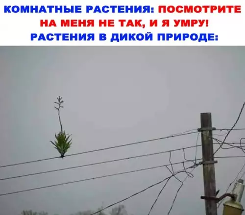 Смешная картинка №661239 Растения в дикой природе