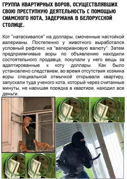 Смешная картинка №529861 Пушистый вор-рецидивист