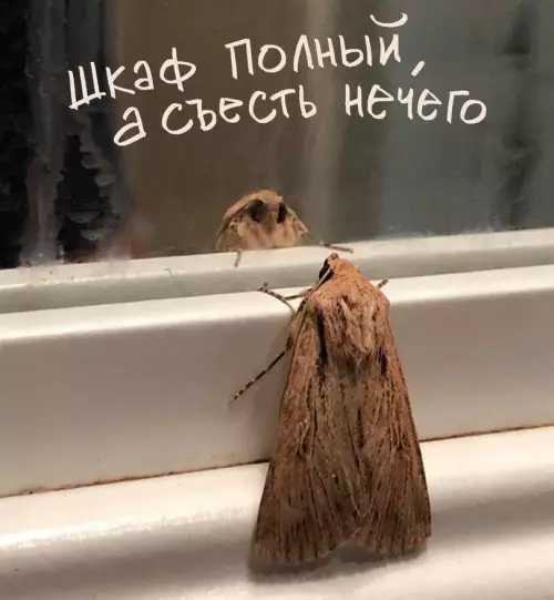 Смешная картинка №821781 одежда