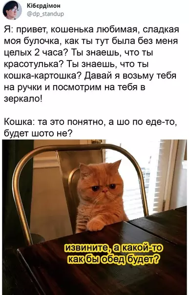 Смешная картинка №571543 кошки