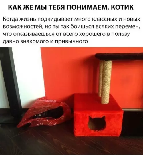 Смешная картинка №316856 кошки
