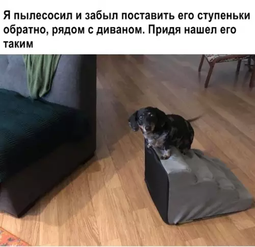Смешная картинка №346985 собаки