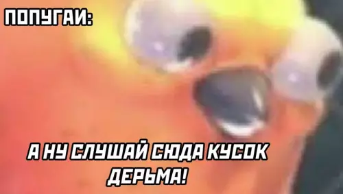 продолжение Смешная картинка №599368 попугаи