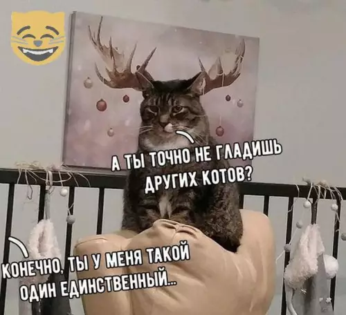 Смешная картинка №315230 коты