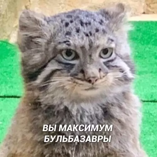 продолжение Смешная картинка №571776 Вот так вот