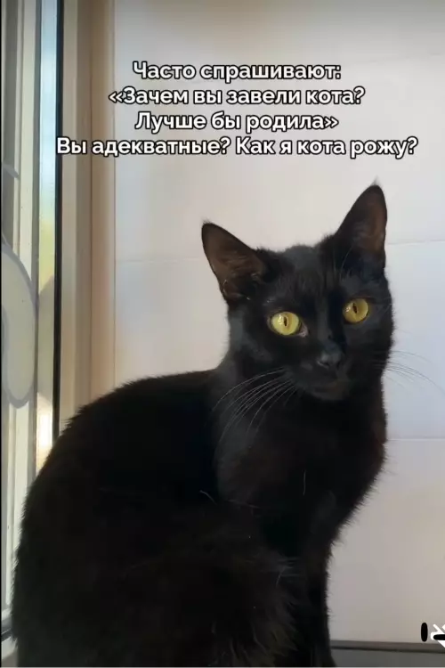 Кот vs Дети: выбор очевиден! 🐈‍⬛🔥 - Часто спрашивают: зачем вы завели кота? Лучше бы родила. Вы