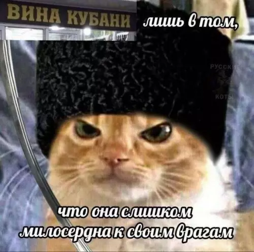Кот-император и его величие 👑 - ВИНА КУБАНИ лишь в том, что она слишком милосердна к