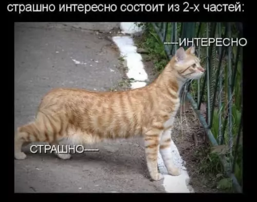 Когда любопытство сильнее здравого смысла 😂 - страшно интересно состоит из 2-х частей: ---ИНТЕРЕСНО ---СТРАШНО