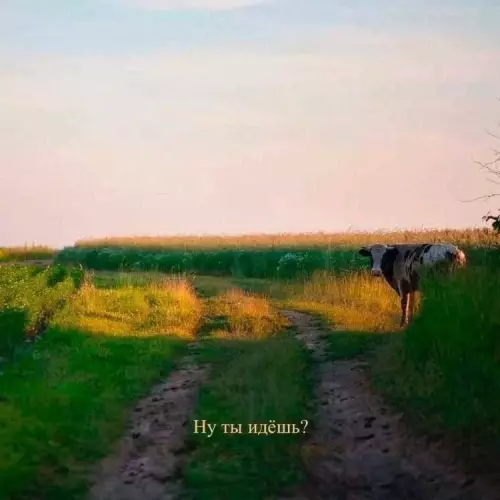 Смешная картинка №790219 Съела чипсы и торт?