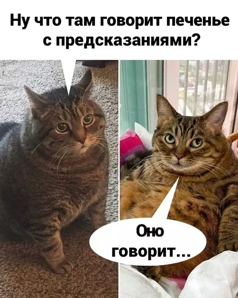 Смешная картинка №575850 Пeчeньки нe вpyт