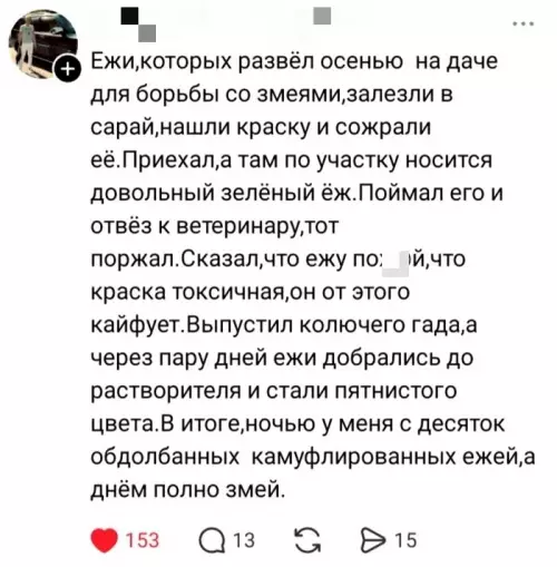 Зелёный спецназ против змей 🦔💥 - Ежи, которых развёл осенью на даче для борьбы со змеями,