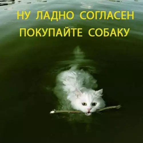 Смешная картинка №796890