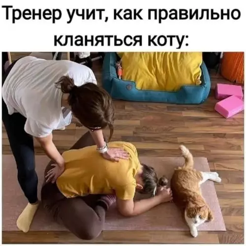 Смешная картинка №750591 Ниже, ниже, холоп коты