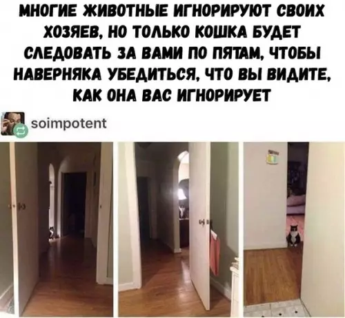 Смешная картинка №272608 кошки