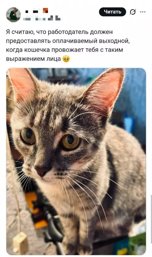 Когда кот смотрит на тебя с укором 😿 - Я считаю, что работодатель должен предоставлять оплачиваемый выходной, когда кошечка