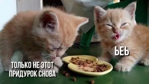 Смешная картинка №393133 "Младший брат"