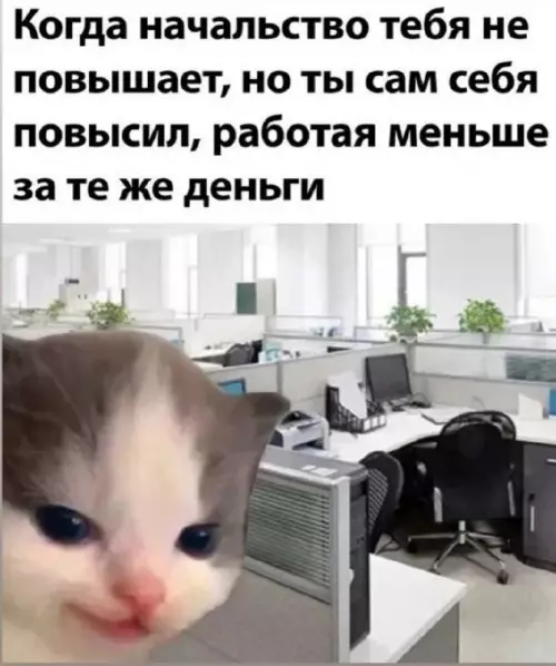 Уровень профи: работать меньше, получать столько же 😼 - Когда начальство тебя не повышает, но ты сам себя повысил,