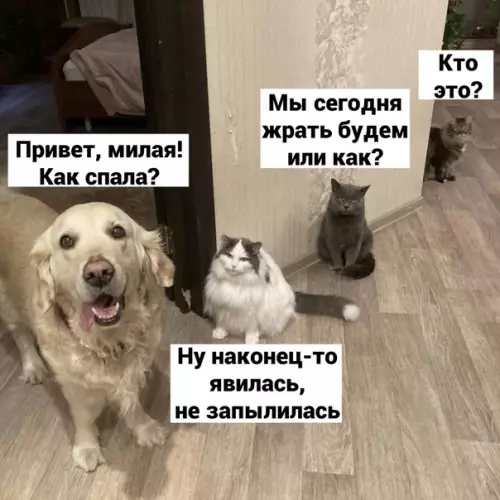 Смешная картинка №617520 Bcтpeчaют пocлe cнa Животные, собаки, кошки
