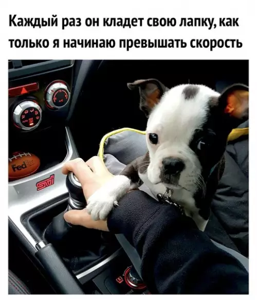 Смешная картинка №279731 собаки
