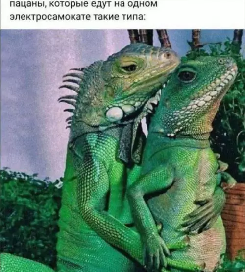 Смешная картинка №685886