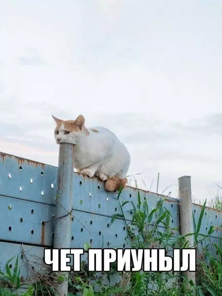 Смешная картинка №309688