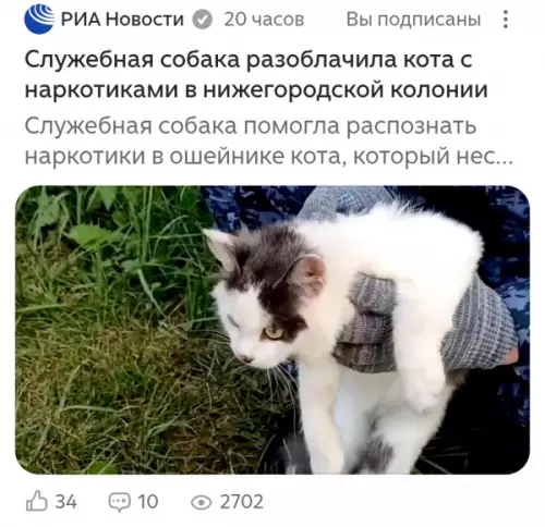 Кот-наркоторговец пойман за хвост! 🐈‍⬛🚔 - Служебная собака разоблачила кота с наркотиками в нижегородской колонии. Служебная