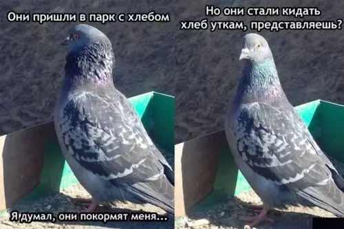 Смешная картинка №311429 Ужас! Как они могли?