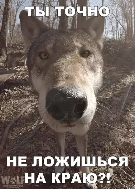 Смешная картинка №334937