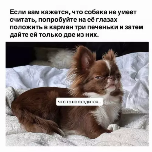 Математика уровня Бог 🐶🍪 - Если вам кажется, что собака не умеет считать, попробуйте на