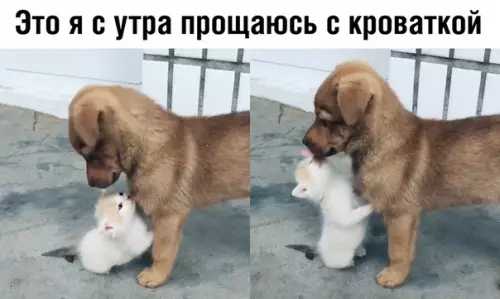 Смешная картинка №377698
