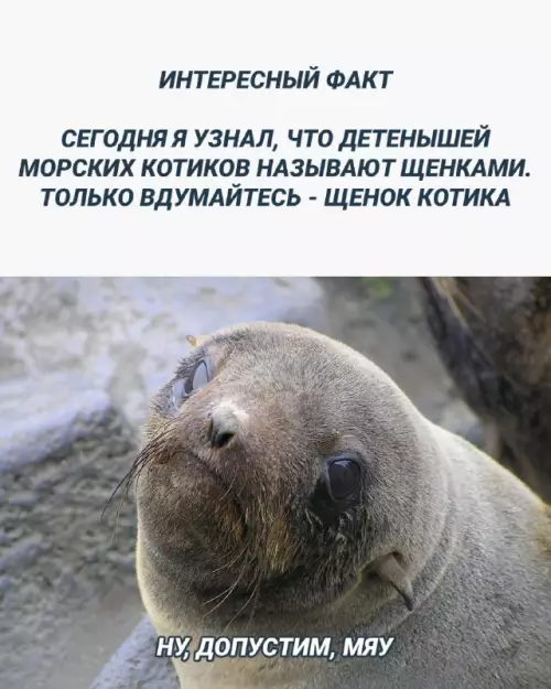 Смешная картинка №681317
