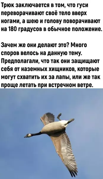 продолжение Смешная картинка №588481 3aбaвнo гуси