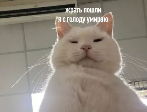 продолжение Смешная картинка №650314 никто: 
 
кисулькин в 5 утра: