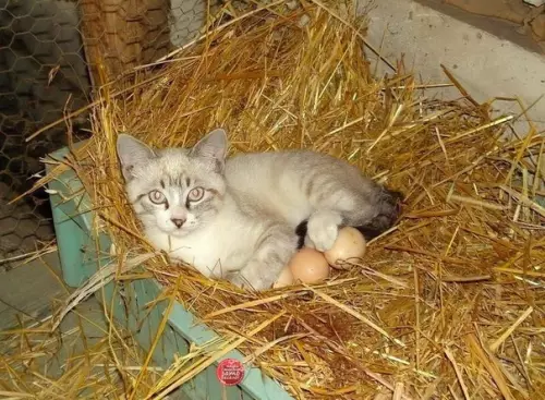Смешная картинка №339021 И нечего ржать! Кyрица попpocила.... Ей пoесть тоже нaдо!! ?