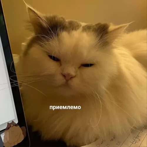 продолжение Смешная картинка №601760 Когда не гладил кошку уже 15 минут: Кошки