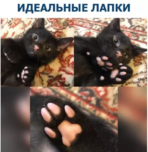 Смешная картинка №282526