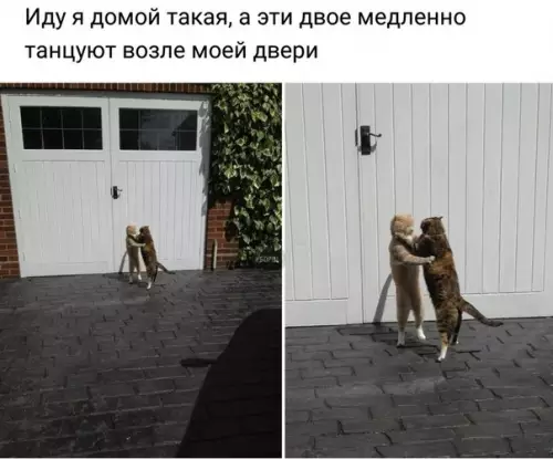 Смешная картинка №239451