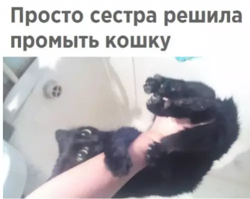 Смешная картинка №311529 кошки
