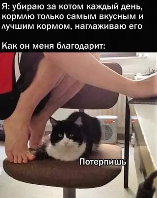 Смешная картинка №663432 Коты