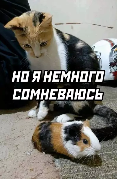 продолжение Смешная картинка №568793