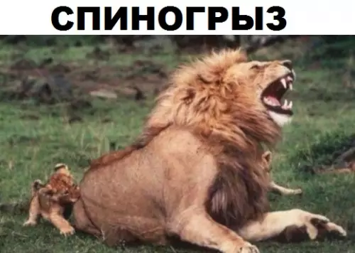 Смешная картинка №309895 животные