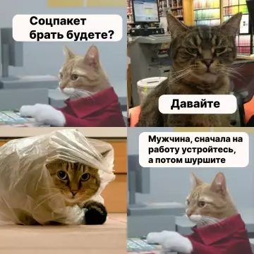 Смешные кошки на работе