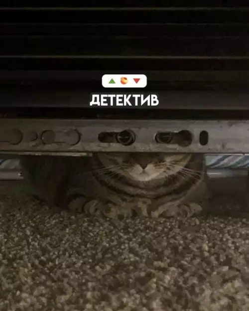 продолжение Смешная картинка №780707