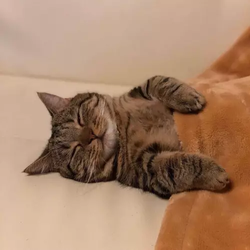 продолжение Смешная картинка №575221 коты