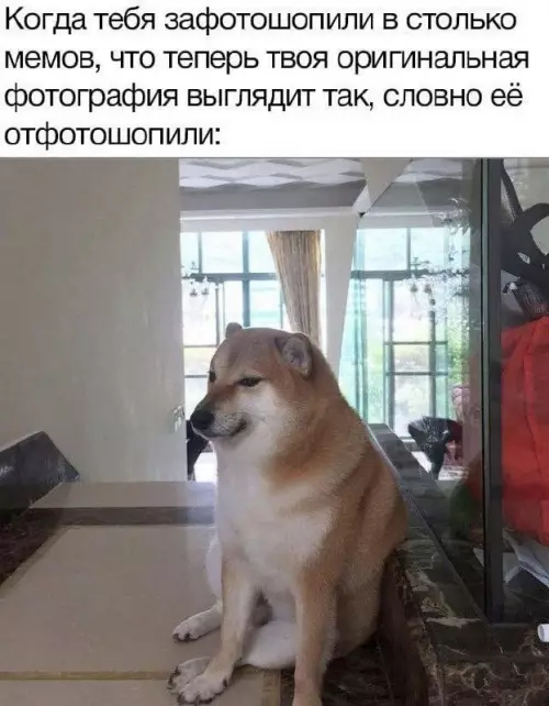 Эффект Доге: когда ты стал слишком мемным 🐕 - Когда тебя зафотошопили в столько мемов, что теперь твоя оригинальная
